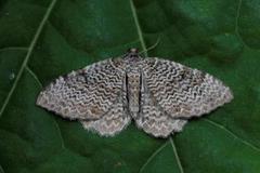 Scallop Shell (Rheumaptera undulata)