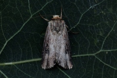 Flame (Axylia putris)