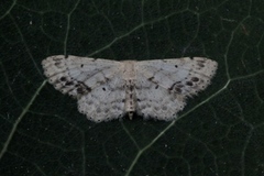 Flekkengmåler (Idaea dimidiata)