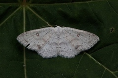 Bjørkeløvmåler (Cyclophora albipunctata)