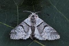 Poplar Kitten (Furcula bifida)