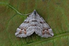 Manchester Treble-bar (Carsia sororiata)