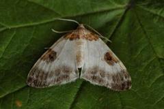 Blue-bordered Carpet (Plemyria rubiginata)