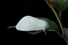 Seljebørstespinner (Leucoma salicis)