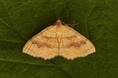 Yellow Shell (Camptogramma bilineata)