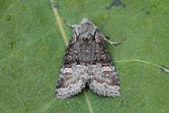 Minor Shoulder-knot (Brachylomia viminalis)