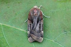 Broad-bordered Yellow Underwing (Noctua fimbriata)