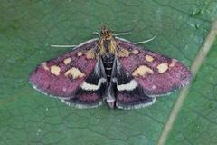 Common Purple & Gold (Pyrausta purpuralis)