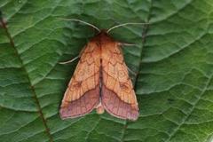 Gullfagerfly (Pyrrhia umbra)