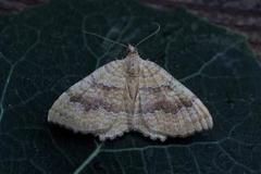 Yellow Shell (Camptogramma bilineata)