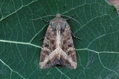 Brunt sumpfly (Helotropha leucostigma)