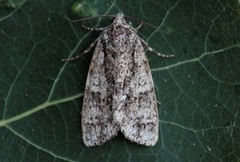 Ospekveldfly (Acronicta megacephala)