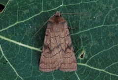 Six-striped Rustic (Xestia sexstrigata)