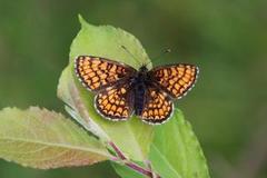 Heath Fritillary (Melitaea athalia)