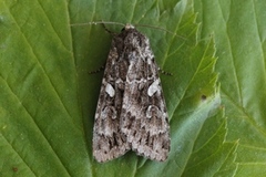 Great Brocade (Eurois occulta)