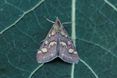 Common Purple & Gold (Pyrausta purpuralis)