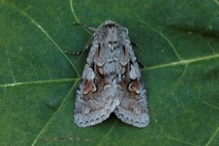 Northern Dart (Xestia alpicola)