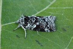 Seljeviklerfly (Nycteola degenerana)