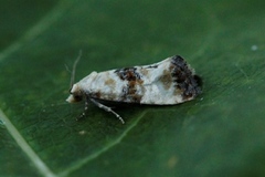 Marbled Conch (Eupoecilia angustana)