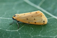 Panterspinner (Setina irrorella)