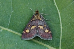 Common Purple & Gold (Pyrausta purpuralis)