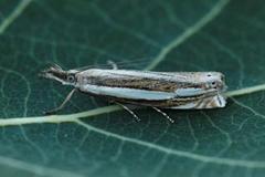 Wood Grass-veneer (Crambus silvella)