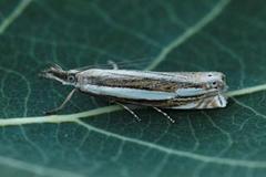 Starrnebbmott (Crambus silvella)