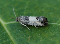 Epleknoppvikler (Spilonota ocellana)