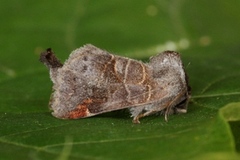 Small Chocolate-tip (Clostera pigra)