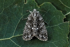 Syrekveldfly (Acronicta rumicis)