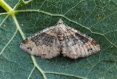 Flekkbåndmåler (Xanthorhoe ferrugata)