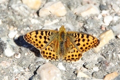 Queen of Spain Fritillary (Issoria lathonia)