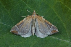 The Chevron (Eulithis testata)