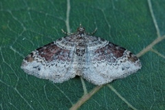 Red Twin-spot Carpet (Xanthorhoe spadicearia)