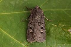 Garden Dart (Euxoa nigricans)