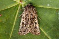 Hvitribbet åkerfly (Tholera decimalis)