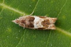 Nut Bud Moth (Epinotia tenerana)