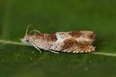 Nut Bud Moth (Epinotia tenerana)