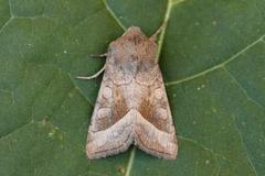 Brunt stengelfly (Hydraecia micacea)