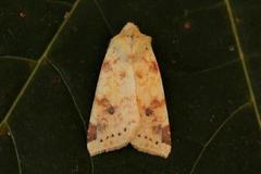 The Sallow (Xanthia icteritia)
