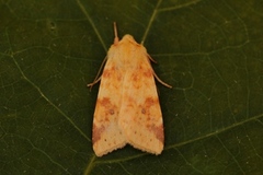 The Sallow (Xanthia icteritia)