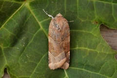 Broad-bordered Yellow Underwing (Noctua fimbriata)