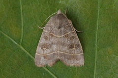 Osperingfly (Ipimorpha subtusa)