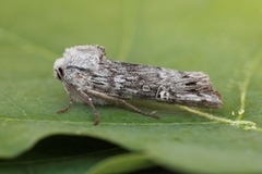 Skogkvistfly (Xylena solidaginis)