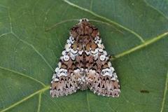 Cameo (Crypsedra gemmea)