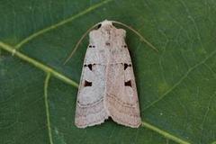 Autumnal Rustic (Eugnorisma glareosa)