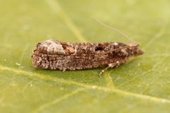Dark Aspen Bell (Epinotia maculana)