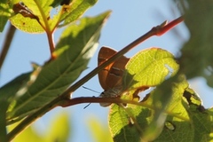 Brown Hairstreak (Thecla betulae)