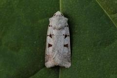 Autumnal Rustic (Eugnorisma glareosa)