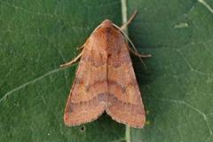 Flounced Chestnut (Agrochola helvola)